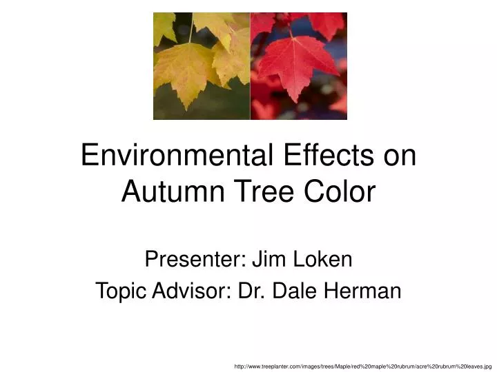environmental effects on autumn tree color