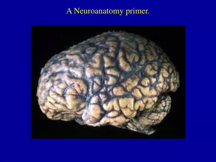 a neuroanatomy primer