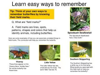 Tip: Think of your own ways to remember butterflies by knowing their field marks.