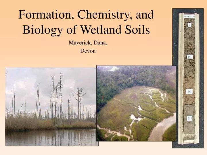 formation chemistry and biology of wetland soils