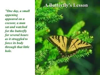 A Butterfly’s Lesson