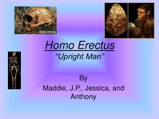 Homo Erectus “Upright Man”