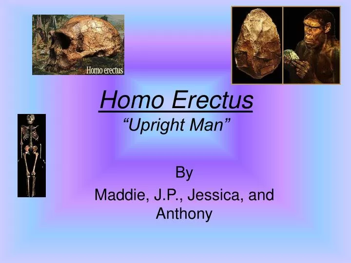 homo erectus upright man