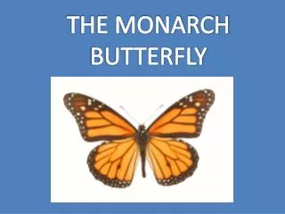 THE MONARCH BUTTERFLY