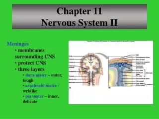 Chapter 11 Nervous System II