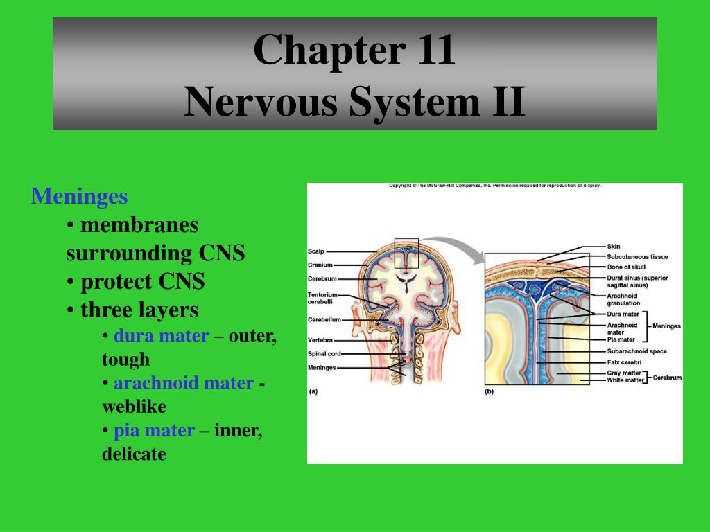 PPT - Chapter 11 Nervous System II PowerPoint Presentation, free ...