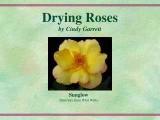 Drying Roses by Cindy Garrett