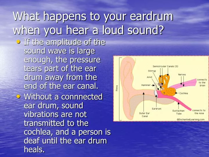 what happens to your eardrum when you hear a loud sound