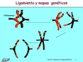 Ligamiento y mapas genéticos