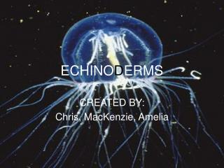 ECHINO D ERMS