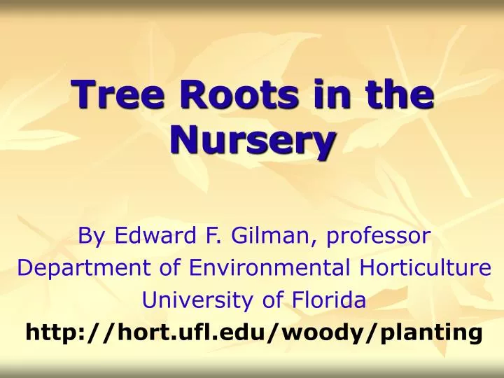 tree roots in the nursery