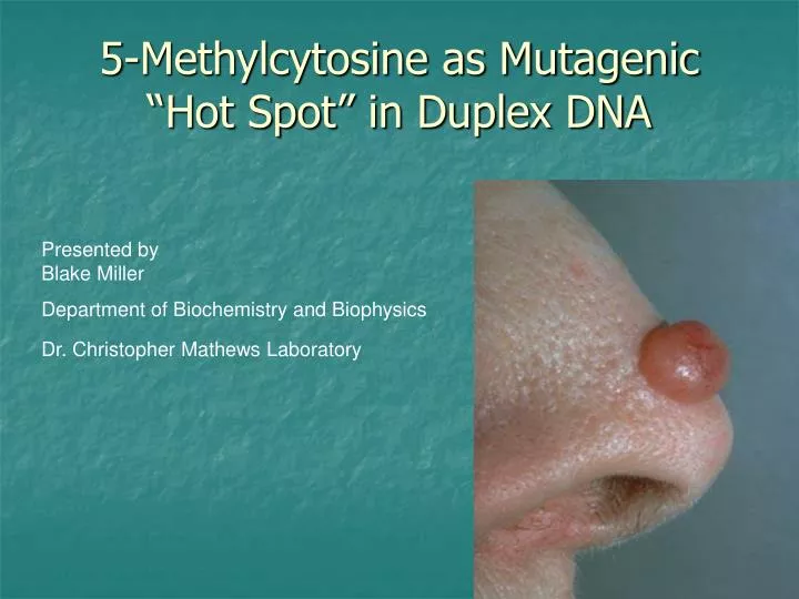 5 methylcytosine as mutagenic hot spot in duplex dna