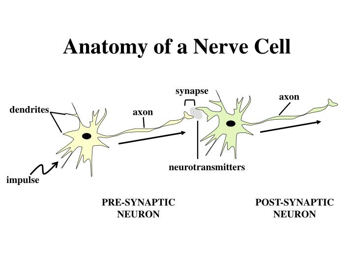 anatomy of a nerve cell