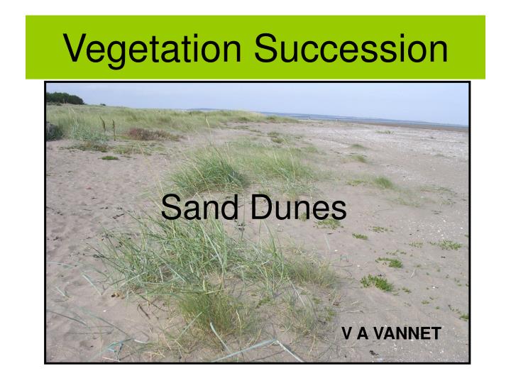 vegetation succession