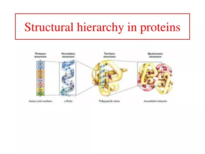 structural hierarchy in proteins