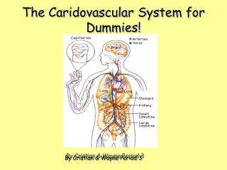 The Caridovascular System for Dummies!