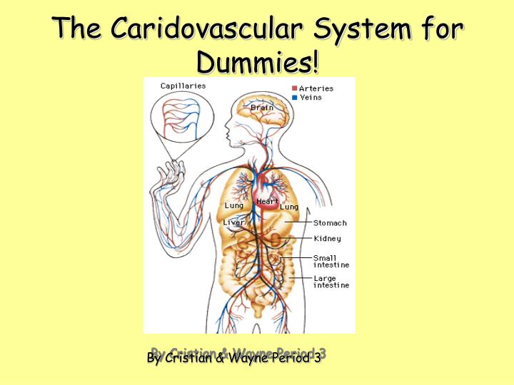 the caridovascular system for dummies