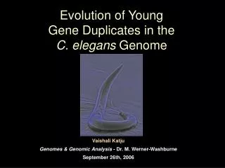 Evolution of Young Gene Duplicates in the C. elegans Genome