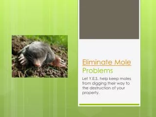 Eliminate Mole Problems – Let Y.E.S. help keep moles from di