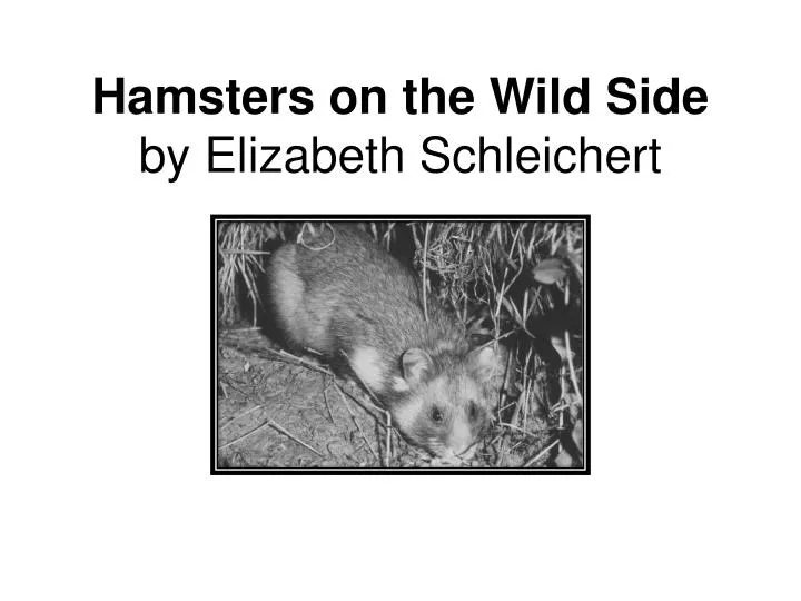 hamsters on the wild side by elizabeth schleichert