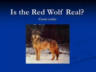 Is the Red Wolf Real? Canis rufus