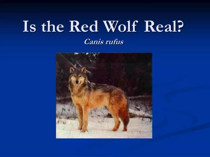 is the red wolf real canis rufus