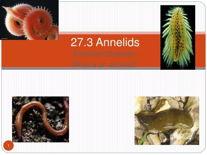 27 3 annelids