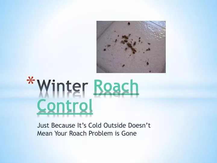 winter roach control