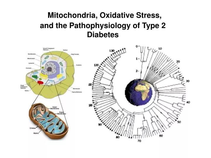 mitochondria oxidative stress and the pathophysiology of type 2 diabetes