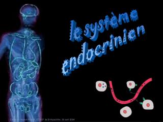 le système endocrinien