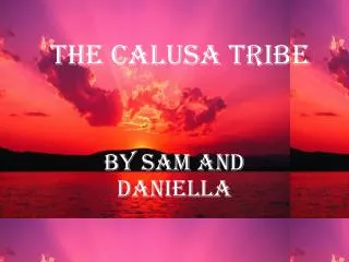 The calusa tribe