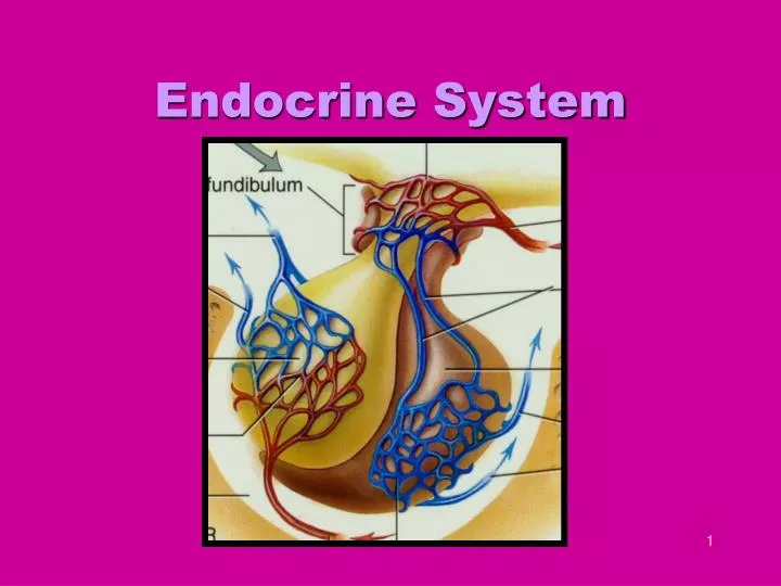 endocrine system