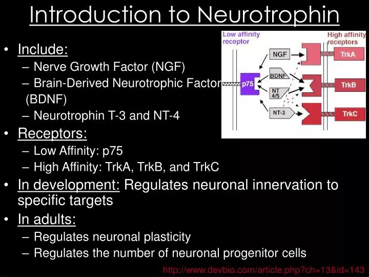 introduction to neurotrophin