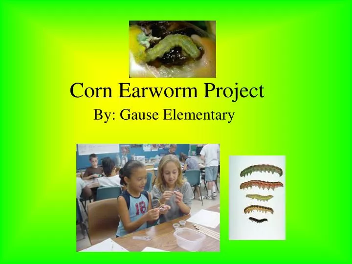 corn earworm project
