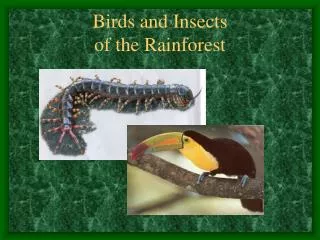 Birds and Insects of the Rainforest