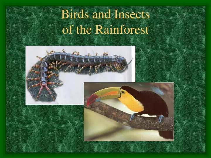 birds and insects of the rainforest