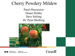 Cherry Powdery Mildew