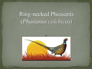 Ring-necked Pheasants ( Phasianus colchicus)