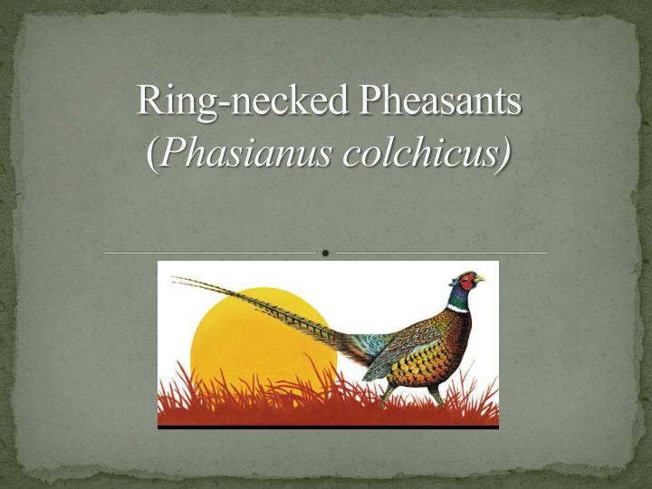 ring necked pheasants phasianus colchicus