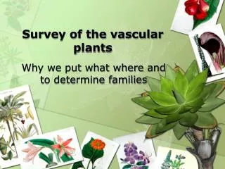 Survey of the vascular plants