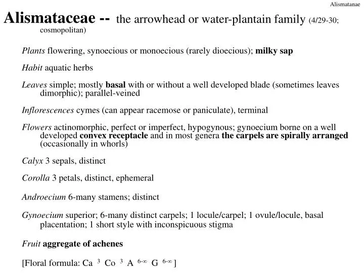 alismataceae the arrowhead or water plantain family 4 29 30 cosmopolitan
