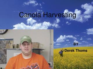 Canola Harvesting