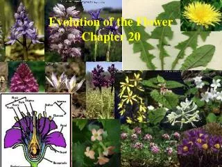 Evolution of the Flower Chapter 20