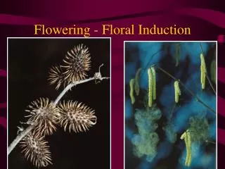 Flowering - Floral Induction