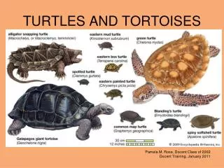 TURTLES AND TORTOISES