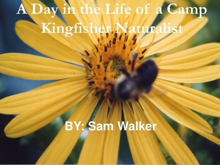 a day in the life of a camp kingfisher naturalist