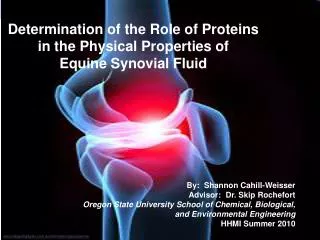 Determination of the Role of Proteins in the Physical Properties of Equine Synovial Fluid