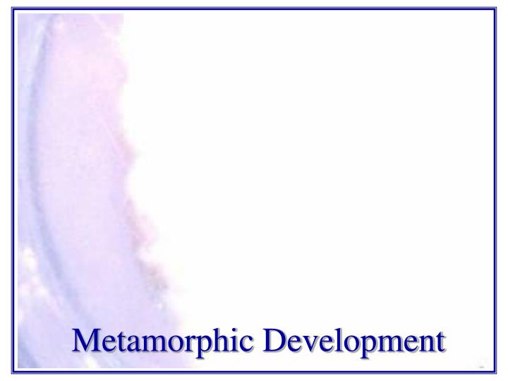 metamorphic development