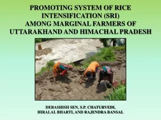 PROMOTING SYSTEM OF RICE INTENSIFICATION (SRI) AMONG MARGINAL FARMERS OF UTTARAKHAND AND HIMACHAL PRADESH