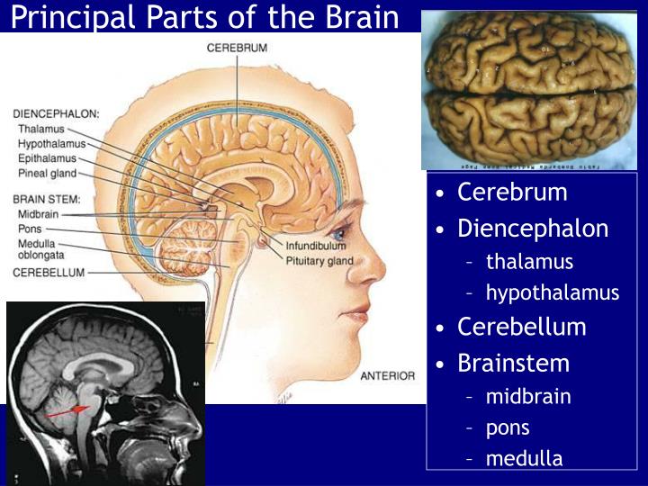 principal parts of the brain